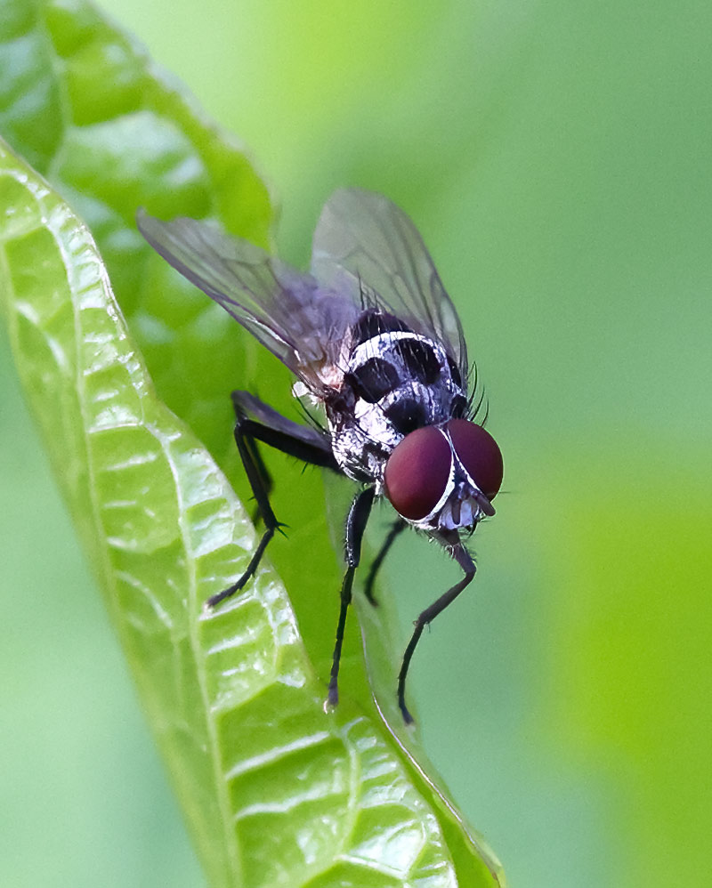 Anthomyia procellaris